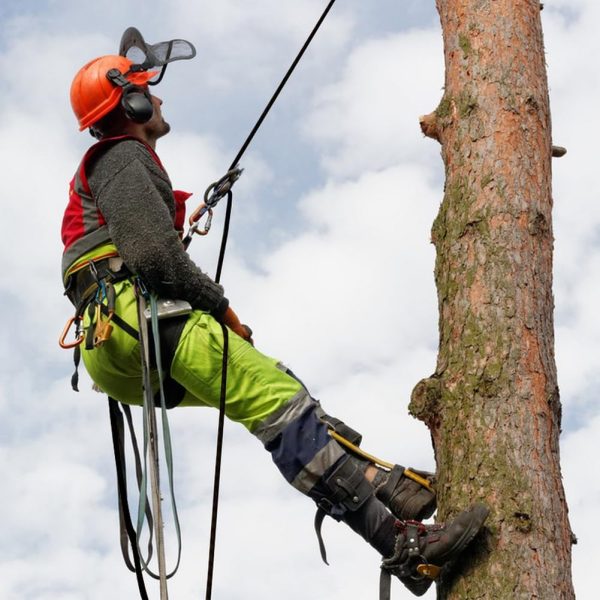 61tuZFL-kyL._AC_SL1001_a58681c7-5e5f-4f94-8a17-47baa1ea560a Braided Polyester Arborist Rigging Rope (3/8 inch X 50 feet) High Strength Outdoor Rope for Rock Climbing Hiking Camping Swing, Black/Orange/Blue